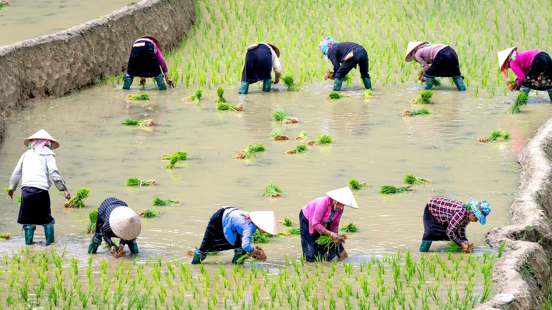 Para petani menanam bibit padi bersama-sama di sawah tergenang