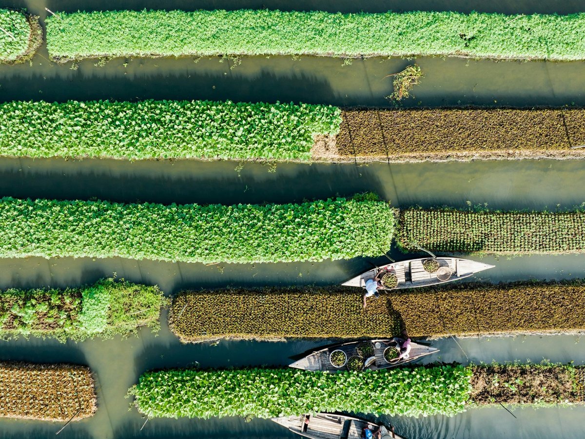 Petani memanen hasil kebun apung yang dipisahkan kanal-kanal air