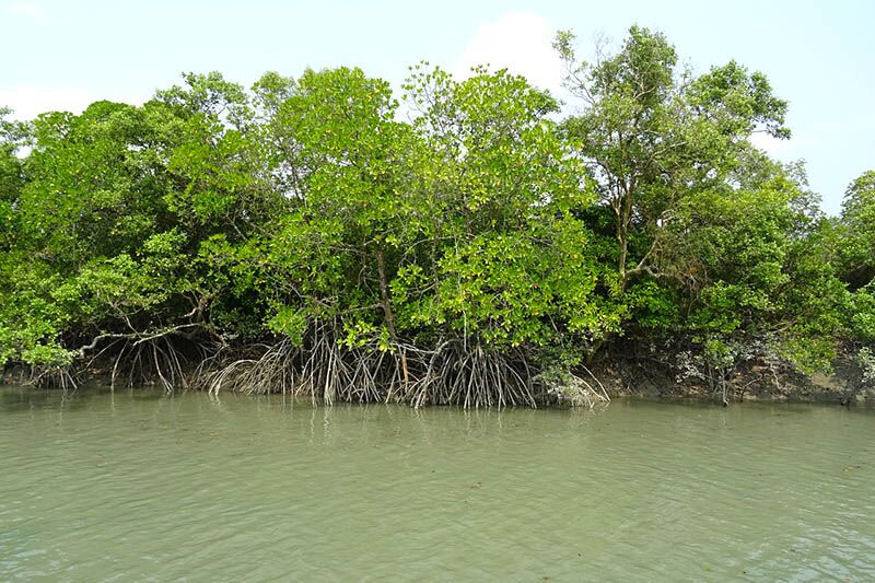Tambak berdampingan dengan sabuk mangrove
